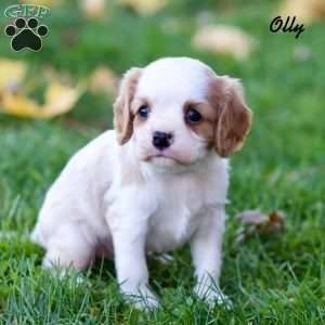Olly, Cavalier King Charles Spaniel Puppy